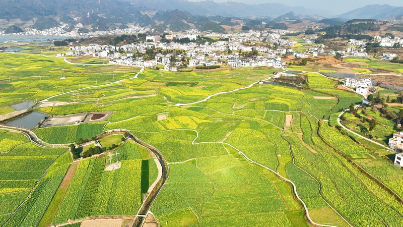 金沙縣巖孔街道的油菜花。