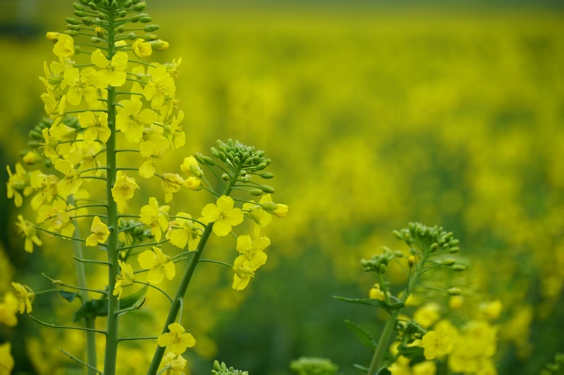 金沙縣巖孔街道長勢喜人的油菜花。