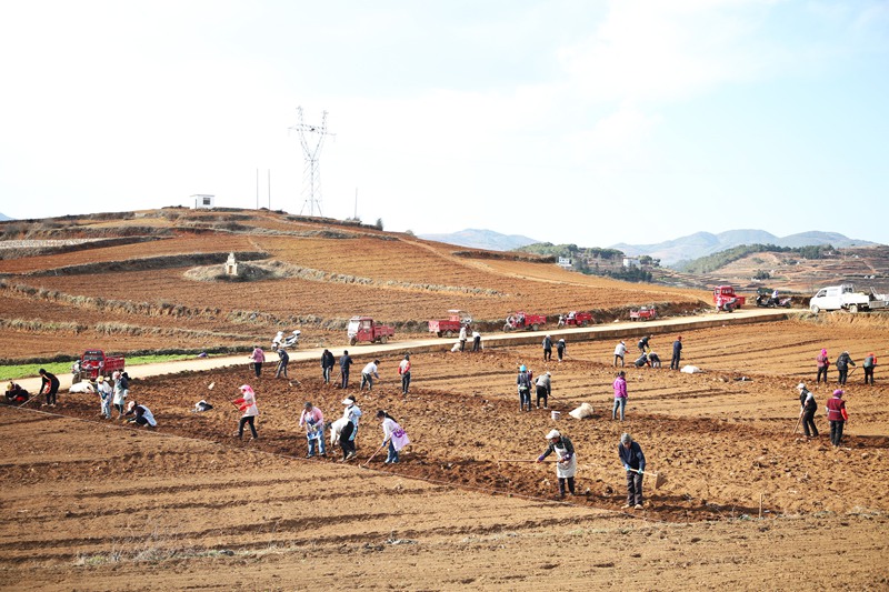 務工群眾正在基地種植黨參。