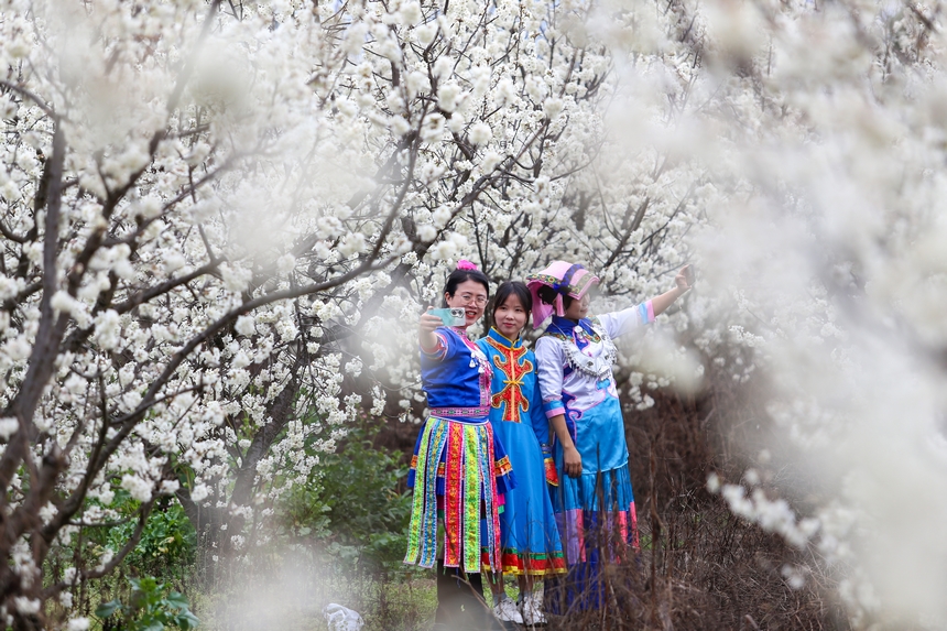 游客在平山鎮江南社區櫻桃花海打卡拍照。陳春志攝