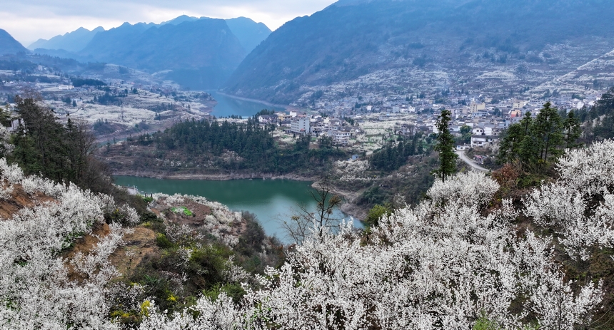 在赫章縣平山鎮江南社區拍攝的櫻桃花。陳春志攝