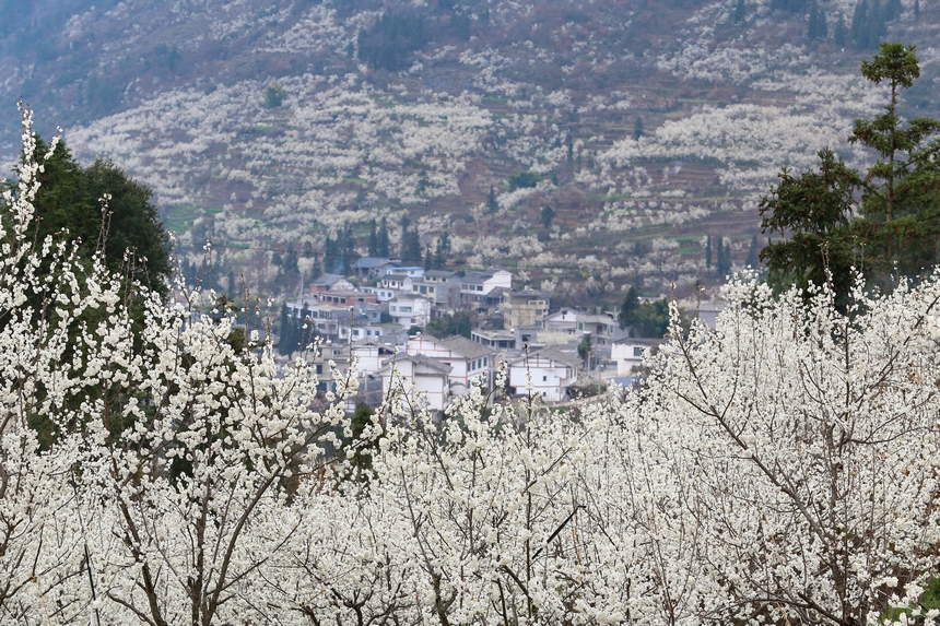 在赫章縣平山鎮江南社區拍攝的櫻桃花。陳春志攝