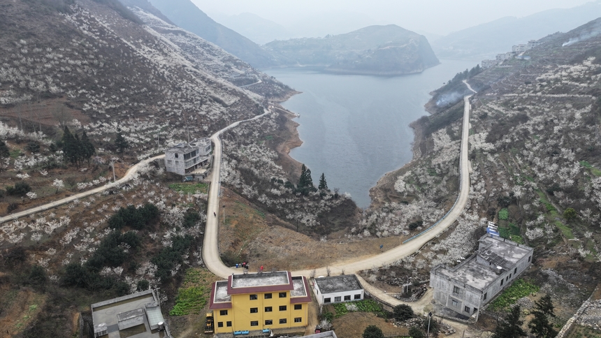 在赫章縣古達鄉水營村拍攝的櫻桃花 。湯斌攝