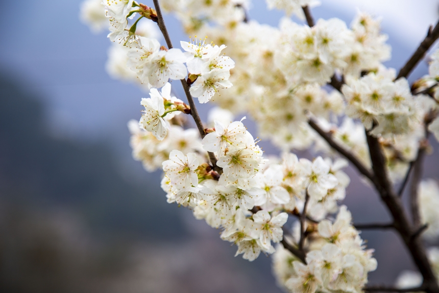 在赫章縣古達鄉水營村拍攝的櫻桃花 。湯斌攝