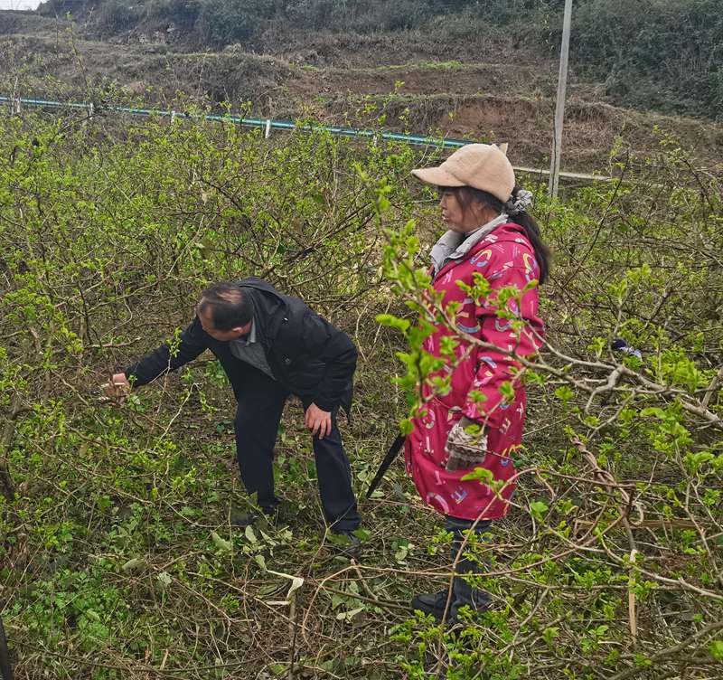 茶園鎮農業服務中心專業農技人員正在給老百姓講解刺梨管護、病蟲害防治、田間管理等方法。