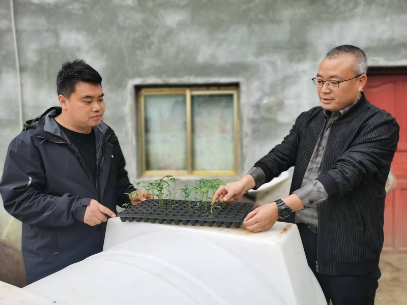 稅務人員在駐村點查看辣椒苗生長情況。
