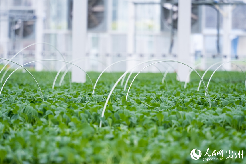 種苗繁育中心培育的蔬菜種苗。人民網記者 涂敏攝