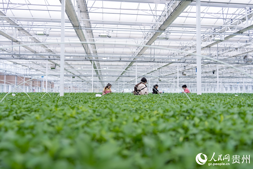 工人們正挑選著即將移栽的蔬菜種苗。人民網記者 涂敏攝