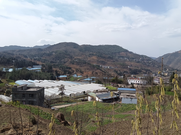 2025年3月2日，赫章正豐農業有限公司蔬菜大棚育苗忙，江雪攝.jpg （1）.jpg