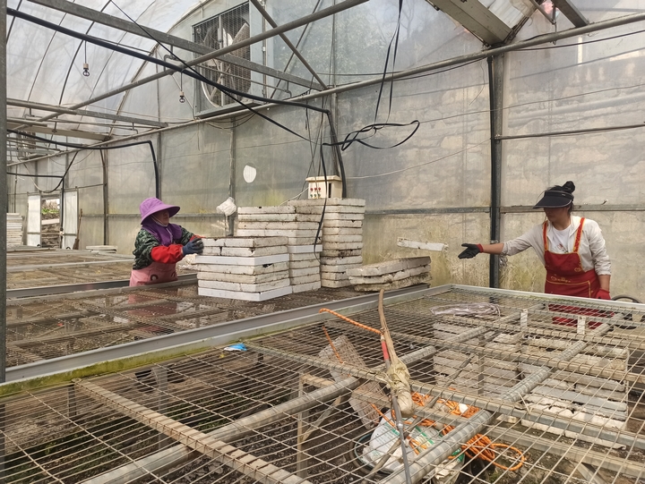 2025年3月2日，赫章正豐農業有限公司蔬菜大棚育苗忙，江雪攝.jpg （4）.jpg