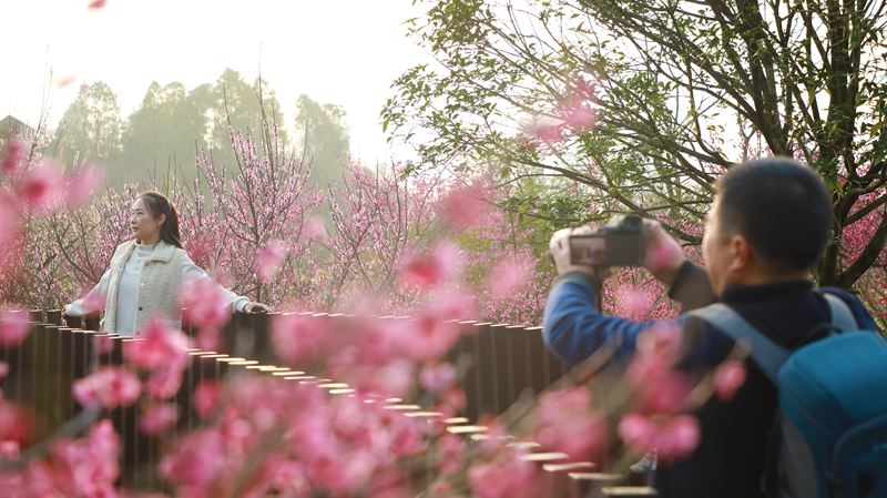 6、盛開的梅花吸引了四面八方的游客前來賞春、拍照 。.jpg