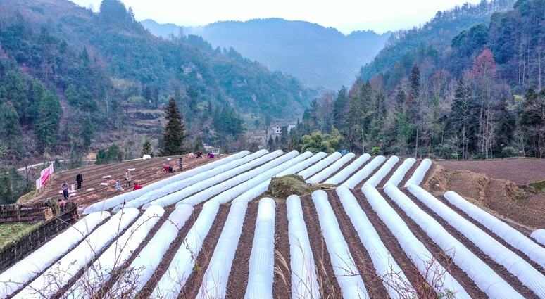 貴州沿河：奏響“春耕曲” 紅薯育苗忙