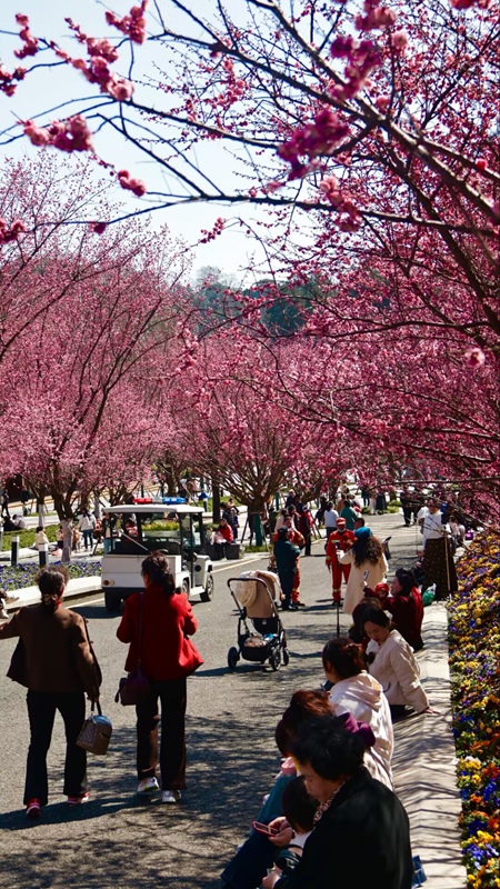 春日尋芳，花漾南明。