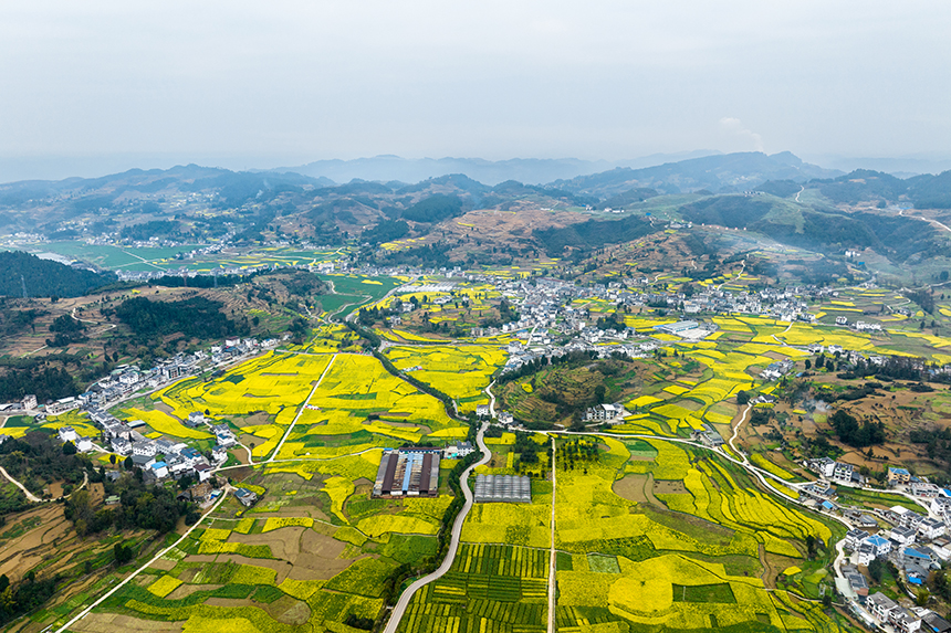 航拍桐梓縣官倉鎮朱天村的油菜花田。人民網記者 涂敏攝
