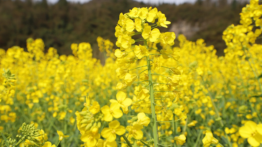 修文大地：金黃調色板 讓鄉村從畫中走來。