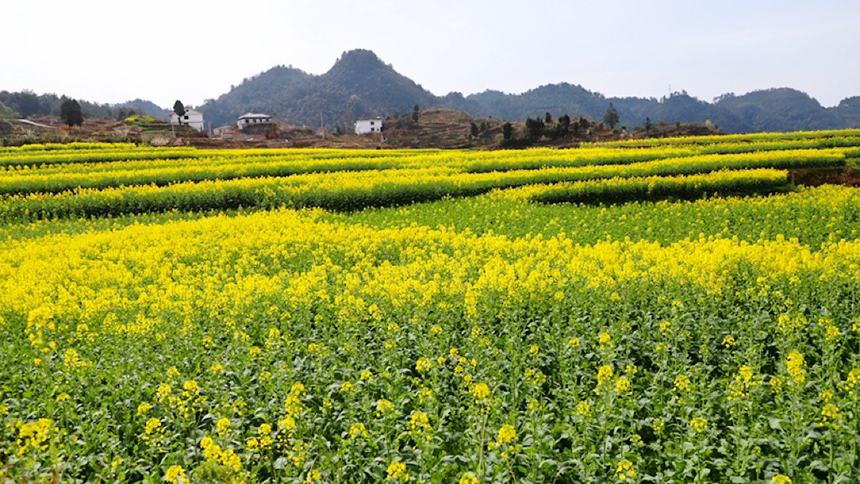修文大地：金黃調色板 讓鄉村從畫中走來。