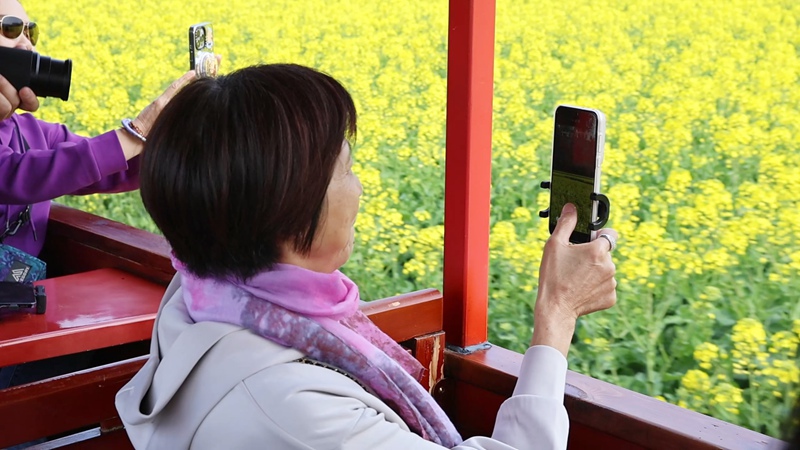乘坐小火車愜意看花海。