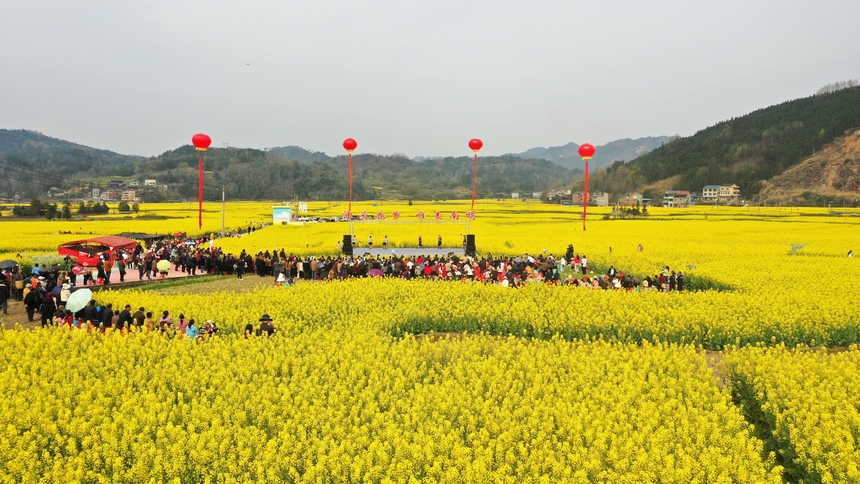 油菜花節活動現場。楊家孟攝