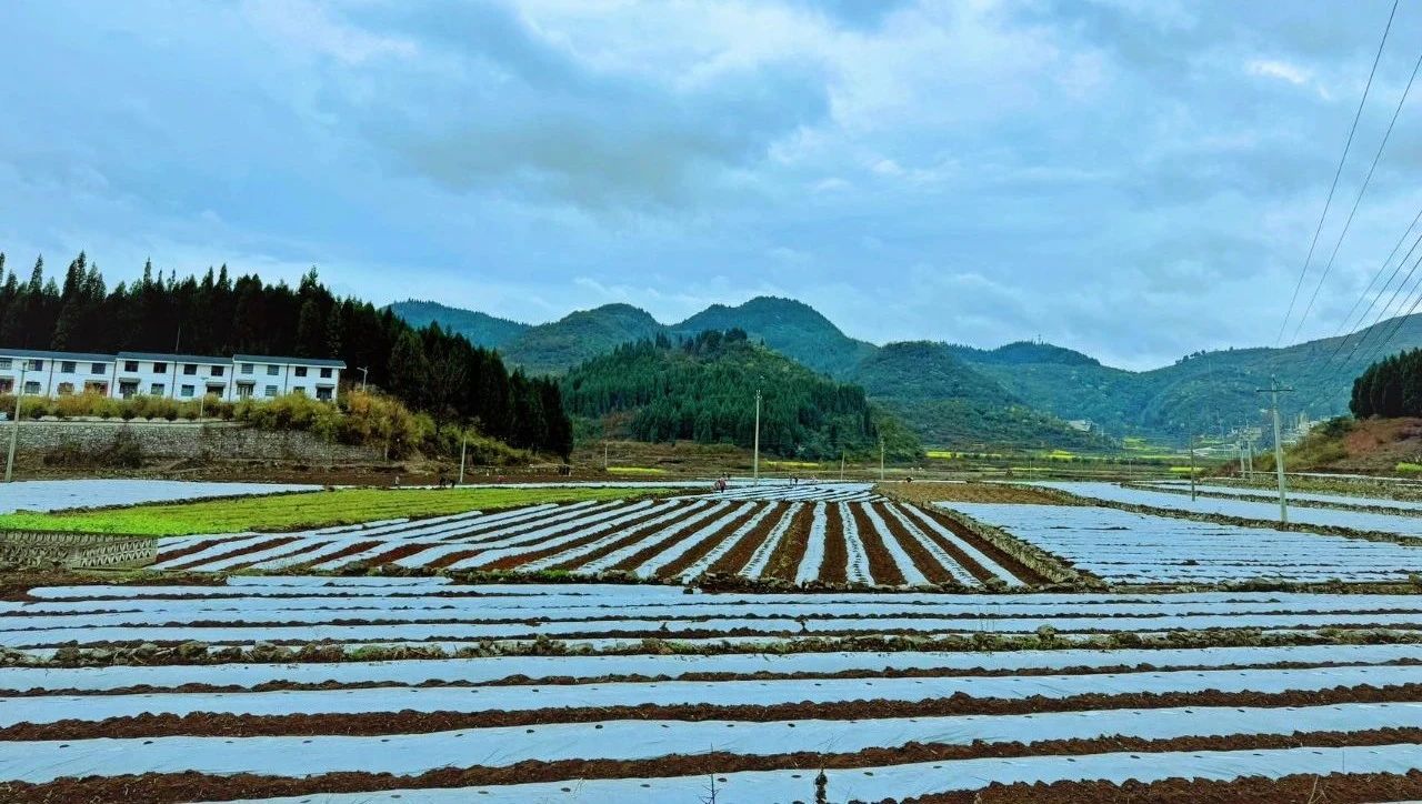 圖為茄子種植基地。