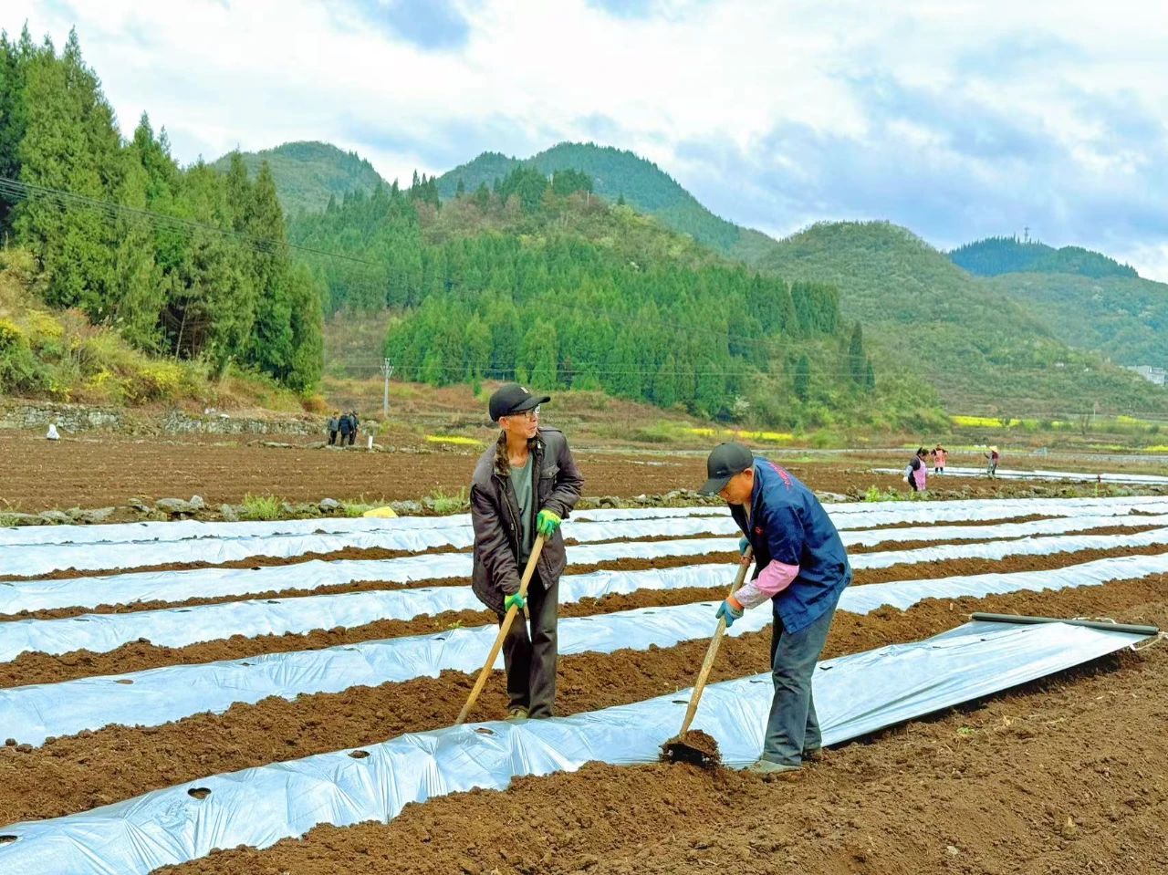 圖為村民在基地里覆土。