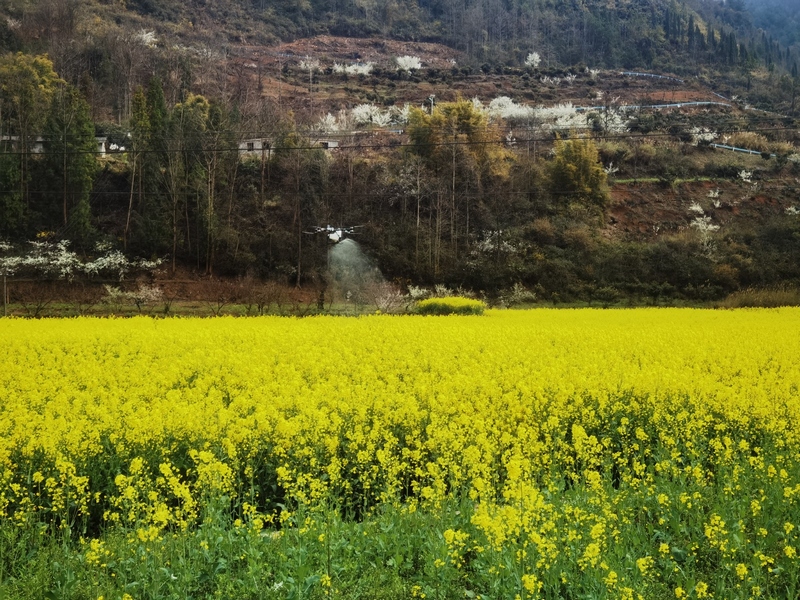 修文縣小箐鎮：無人機“飛防”顯身手 助力油菜穩產增收。