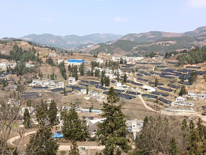 食用菌基地大棚建設情況，江雪 攝.jpg