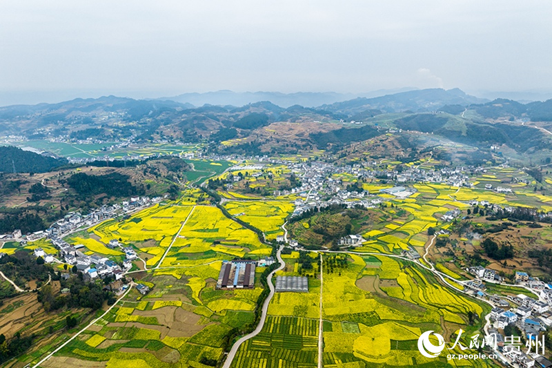2、桐梓縣官倉鎮油菜花美麗如畫。人民網  涂敏 攝