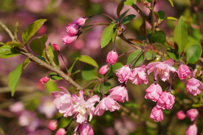 貴陽清鎮市的花海。