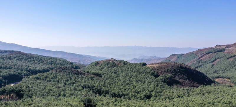 赫章縣珠市鄉林下天麻基地林場。謝永奇攝