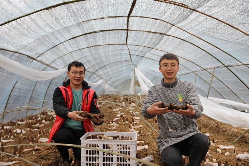 代浪（右）與工人采收羊肚菌。遵義市委宣傳供圖