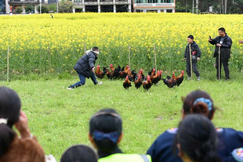 “霸王捉雞”比賽。