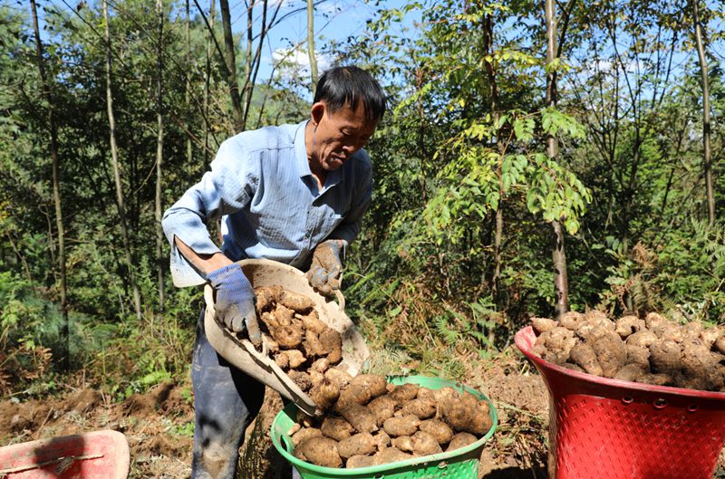 安樂溪鄉小河村村民在采收天麻。羅靜漪攝