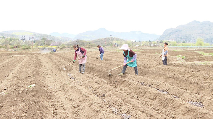 1 圖為村民忙著翻整土地。