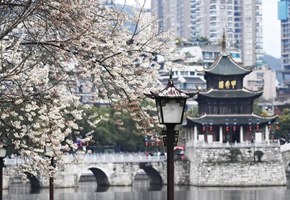 南明春日圖鑒：一城花開千面