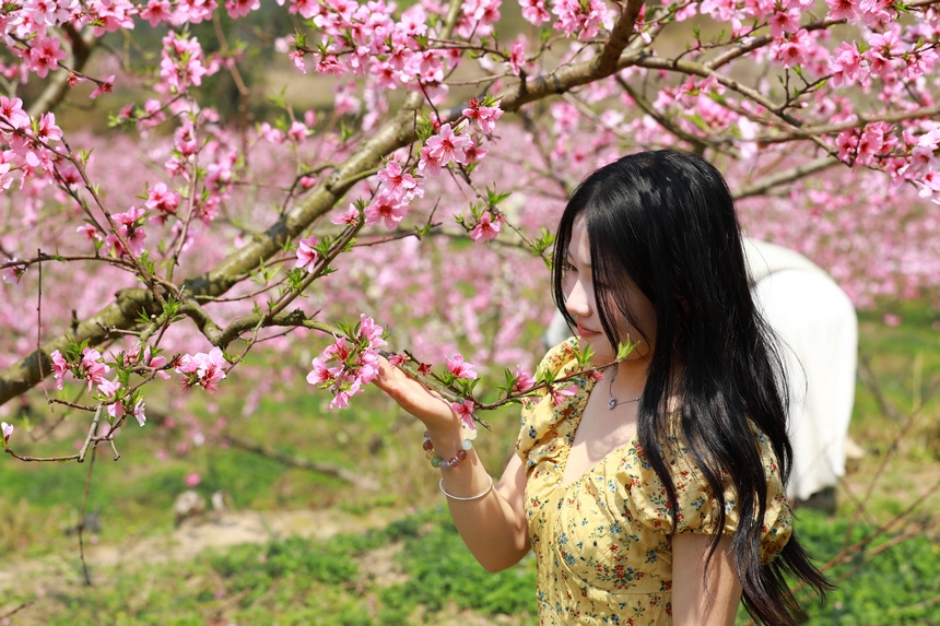 貴州省劍河縣岑松鎮塘腳村桃花種植基地，游客在賞桃花。楊家孟攝