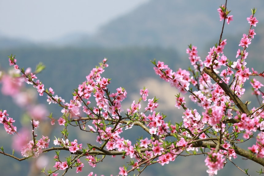 貴州省劍河縣岑松鎮塘腳村桃花種植基的桃花開得正艷。楊家孟攝