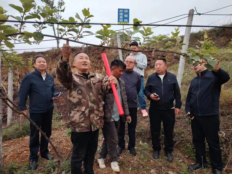 安文忠（左二）在指導農戶疏獼猴桃花蕾。受訪者供圖