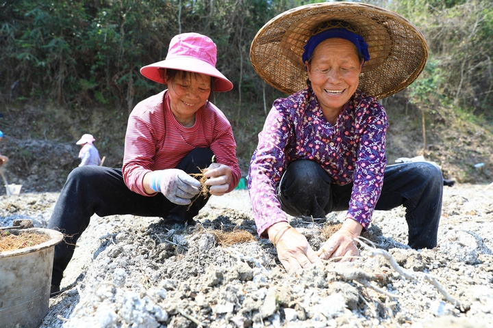 柳寨村村民正在種植威靈仙。楊潔茹 攝（2）.jpg