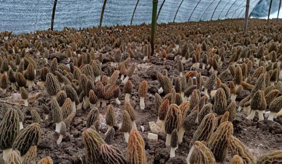 羊肚菌長勢良好_副本