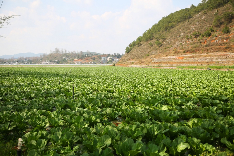 雙龍鎮水潮社區長勢良好的蔬菜。