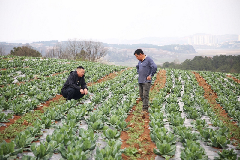 草海鎮鄭家營村駐村第一書記張榮浩和種植戶臧爾祥正在蔬菜基地查看棉花白長勢。