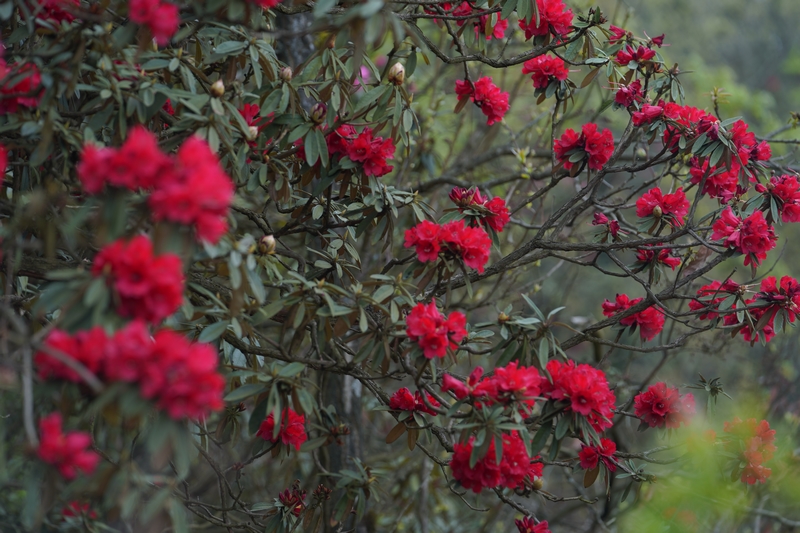 盛開的杜鵑花。黃源匯攝