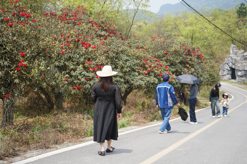游客駐足觀賞杜鵑花。黃源匯攝