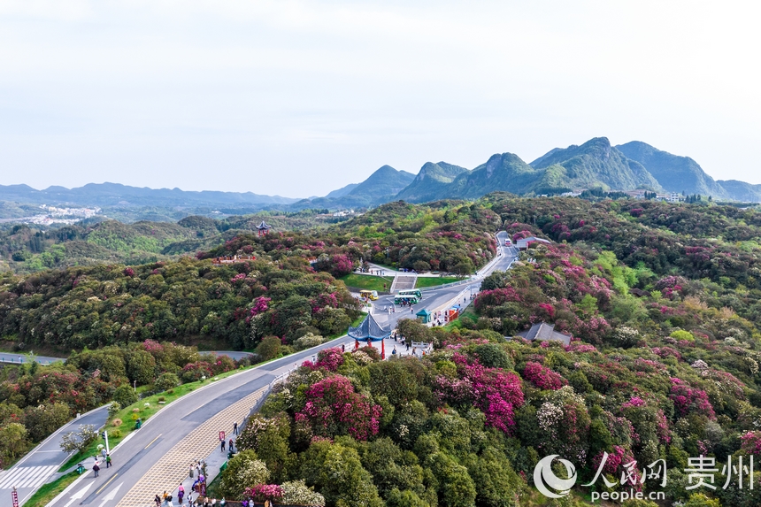 航拍百里杜鵑景區內盛開的杜鵑花。人民網記者 涂敏攝