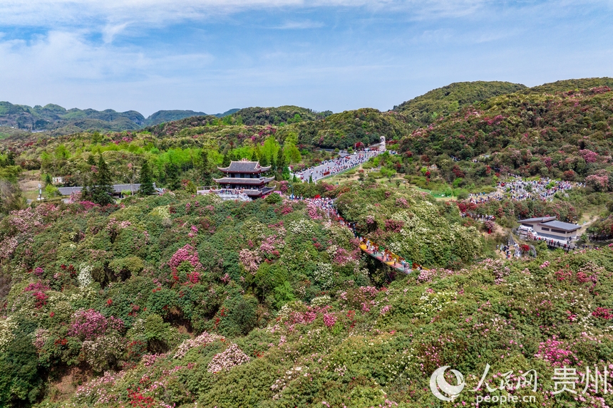 航拍百里杜鵑景區內盛開的杜鵑花。人民網記者 涂敏攝