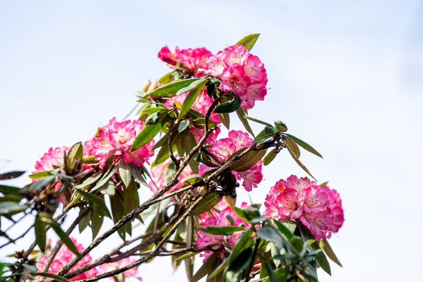 景區內盛開的杜鵑花。王平亮攝