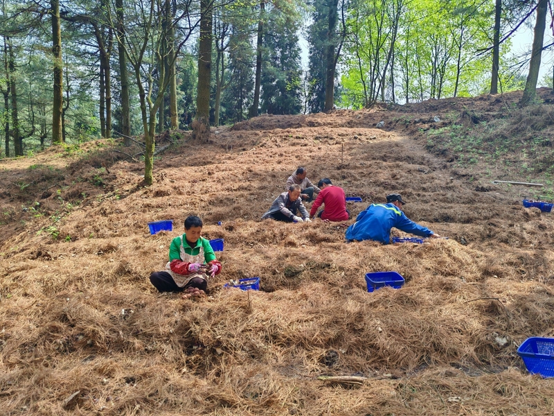 修文3600畝林下赤松茸上市。