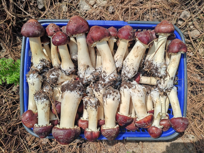 修文3600畝林下赤松茸上市。