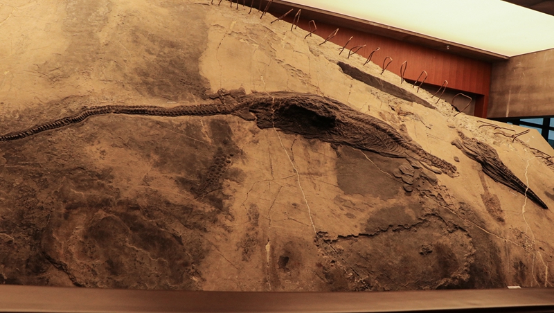 黔西南州貴州龍化石。