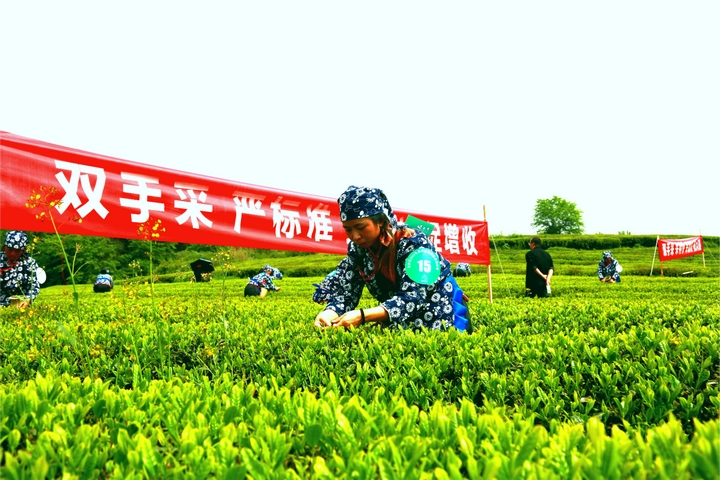 采茶選手正全神貫注的采茶 陳亮 攝.jpg